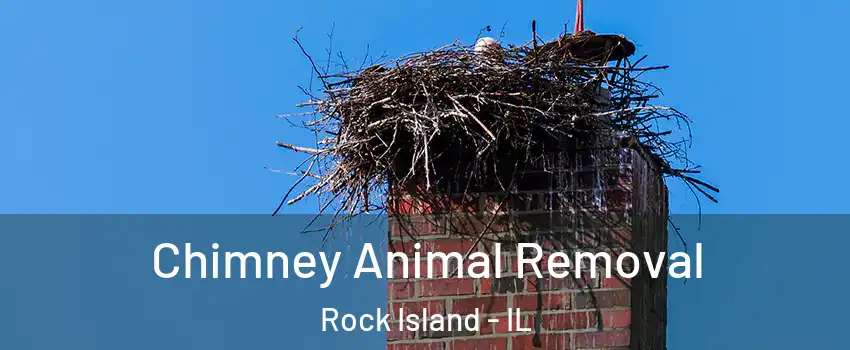 Chimney Animal Removal Rock Island - IL