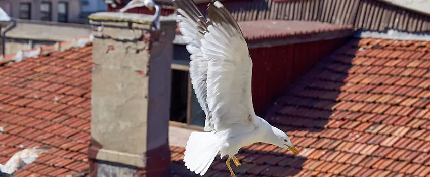 Residential Chimney Animal Removal Solution in Rock Island, IL